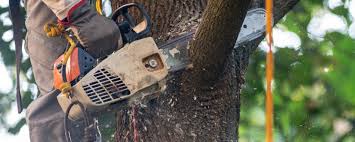 Best Fruit Tree Pruning  in Stokesdale, NC