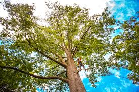 Best Leaf Removal  in Stokesdale, NC