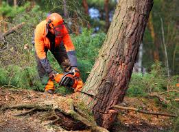 Best Tree Trimming and Pruning  in Stokesdale, NC